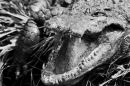 Casamance 5